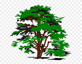 Plant Tree, Color, Green, Nature, Plant - Cedar Tree Clip Art
