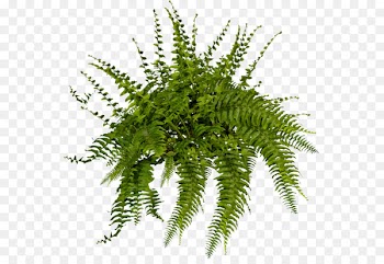 Plant Tree Fern Shrub - fern 