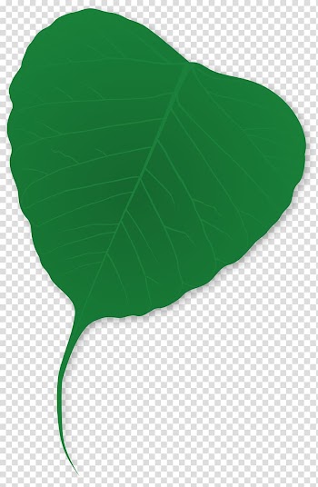 Plant Tree Green Leaf, green leaves transparent background PNG clipart