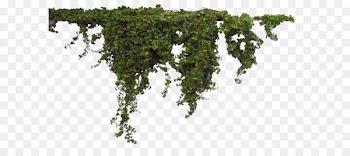 Plant Tree - Plants Free Png Image 