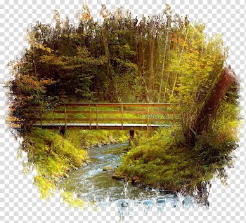 Plant trees Bridge Forest Desktop Jungle, landscape transparent background PNG clipart