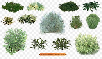 Plant Vegetation Shrub - shrubs plan 