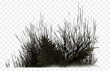 Plant Vegetation Tree Rendering - vegetation png download - 1024 ...