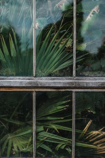 plant view on glass window
