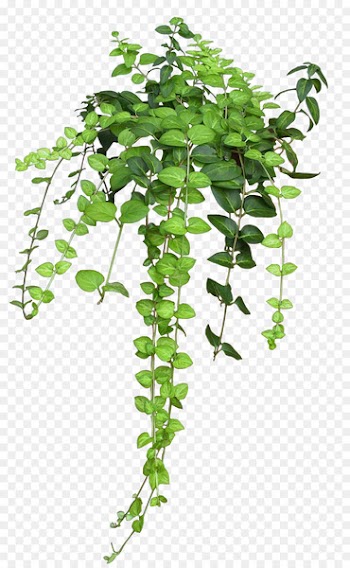 Plant Vine Rose Flower - bushes 