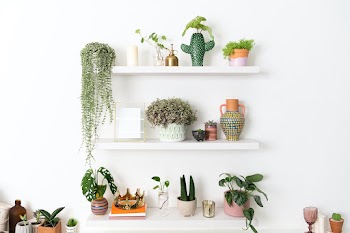Plant wall shelf indoor home decor | Free stock photo | High Resolution image