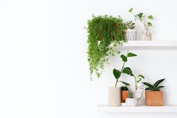 Plant wall shelf with blank space | Free stock photo | High Resolution image