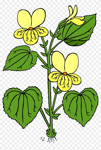 Plant With Leaves And Flowers