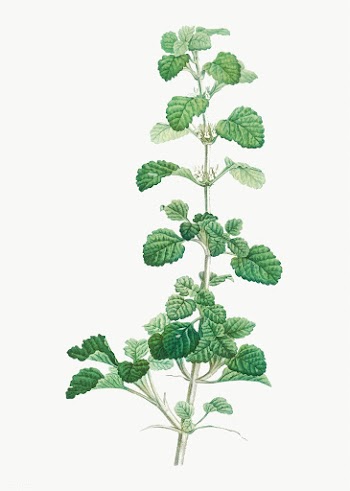 Plant with small white flowers | Free stock vector - 573877