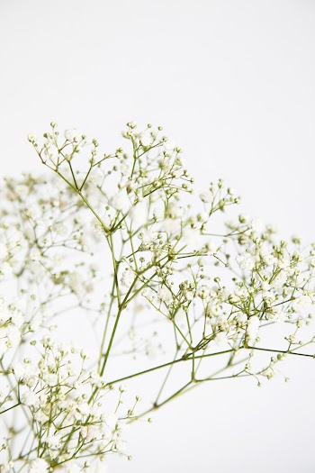 Plant With White Flowers