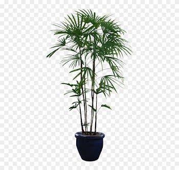 Planta De Árbol - Potted Plants Png