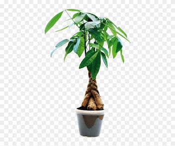 Planta Pachira , La Llaman La Planta Del Dinero Y La - Feng Shui Money Tree