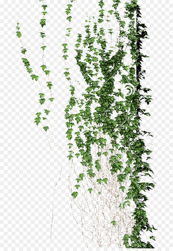 Planta trepadora Vine Flora Liana - climb 