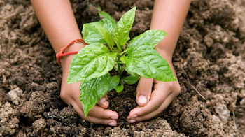Planting a Young Sapling in Rich Soil