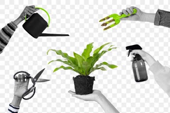 Planting png taking care of a potted… | Free stock illustration | High Resolution graphic