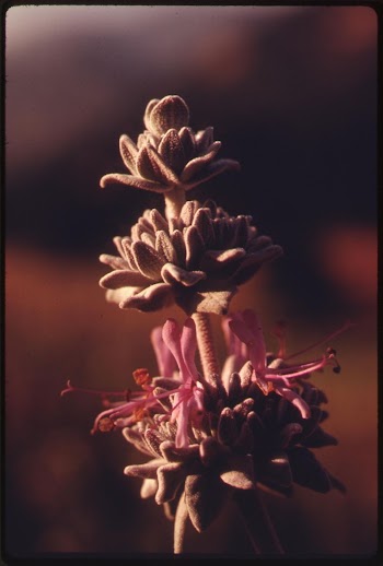 Plantlife in the Malibu Canyon | Free Photo - rawpixel