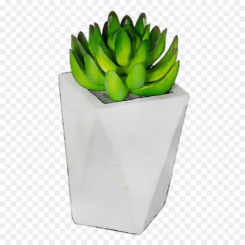 Plants -  