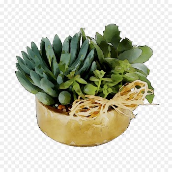 Plants -  