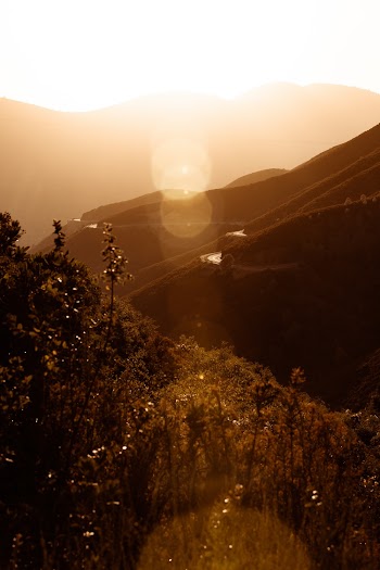 Plants and Mountains