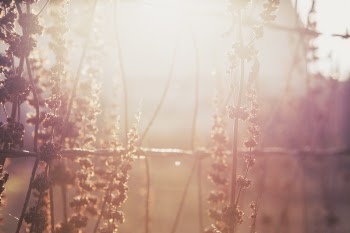 Plants at Sunset Free Photo 