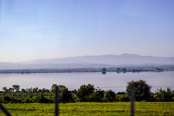 Plants Beside Water