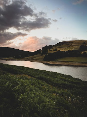 Plants By The River And Hill