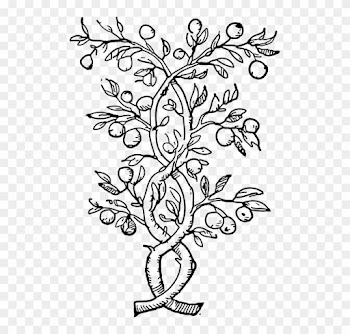 Plants Climbers Vines Black And White Leaves Stems - Olive Tree Coloring Pages