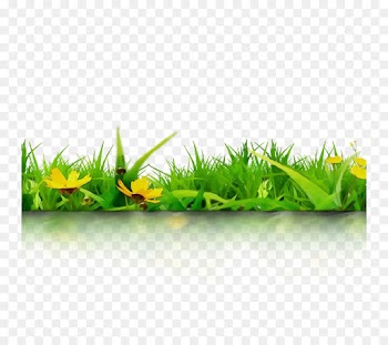 Plants, Download, Encapsulated Postscript, Grass, Green PNG