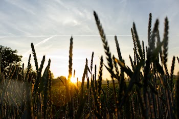 Plants during Golden Hour