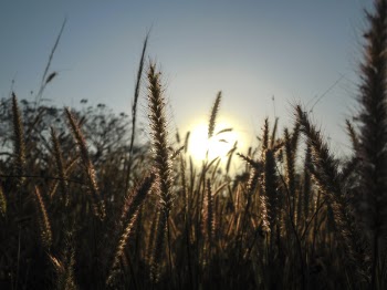 Plants During Sunset