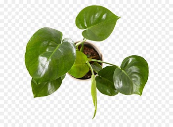 Plants, Green, Interflora, Leaf, Plant PNG