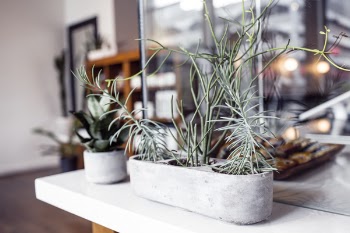 Plants Growing in Office Free Photo 