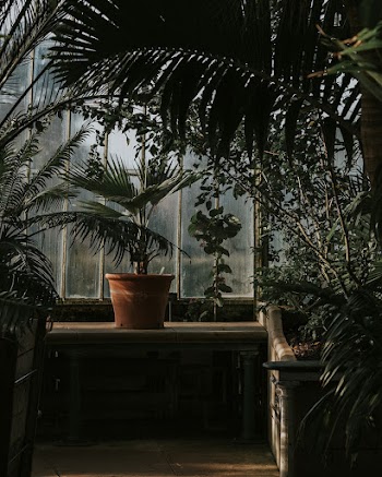 Plants in a greenhouse. Original | Free Photo - rawpixel