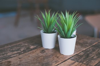 Plants In A Pot