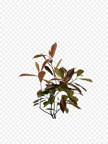 Plants Kochtopf Twig Flowerpot Plant stem - photinia stamp 