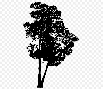 Plants Leaf Silhouette Plant stem Flowering plant -  