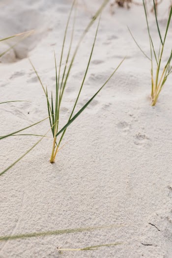 Plants on Beach