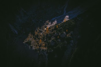 Plants on Mountain Slope