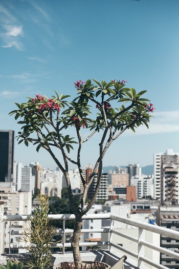 Plants On The Balcony of a Building