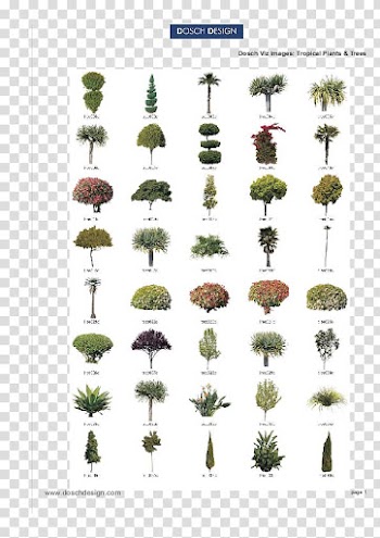 Plants Palm trees Tropics Vegetation, plants transparent background PNG clipart