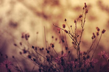 Plants Shallow Focus Photography