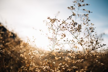 Plants Under Sunny Sky