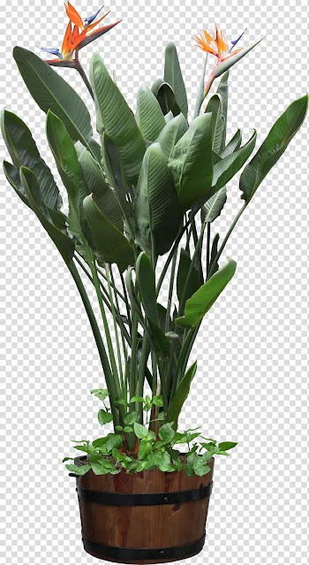 Plants vs. Zombies Bird of paradise flower, plant transparent background PNG clipart