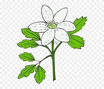 Plants, White, Flowers, Leaves, Garden, Anemone, Nature - Flowering Plant Clip Art