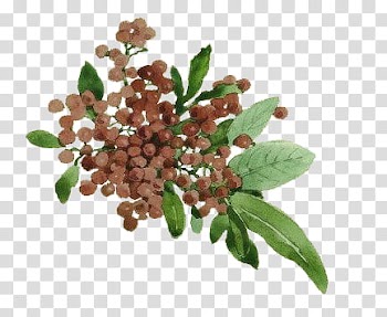 Plants X, brown fruit transparent background PNG clipart