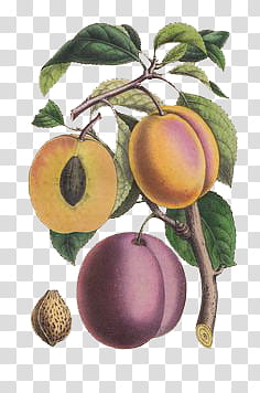 Plants X, fruit D illustration transparent background PNG clipart