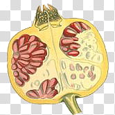 Plants X, fruit scale illustration transparent background PNG clipart