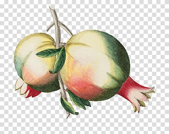 Plants X, green pomegranate fruit illustration transparent background PNG clipart