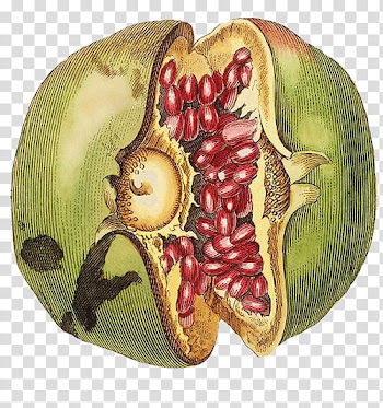Plants X, green pomegranate fruit illustration transparent background PNG clipart