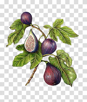 Plants X, pomegranate fruit illustration transparent background PNG clipart
